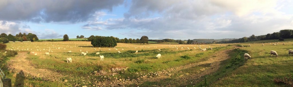 Sheep - bike path-a